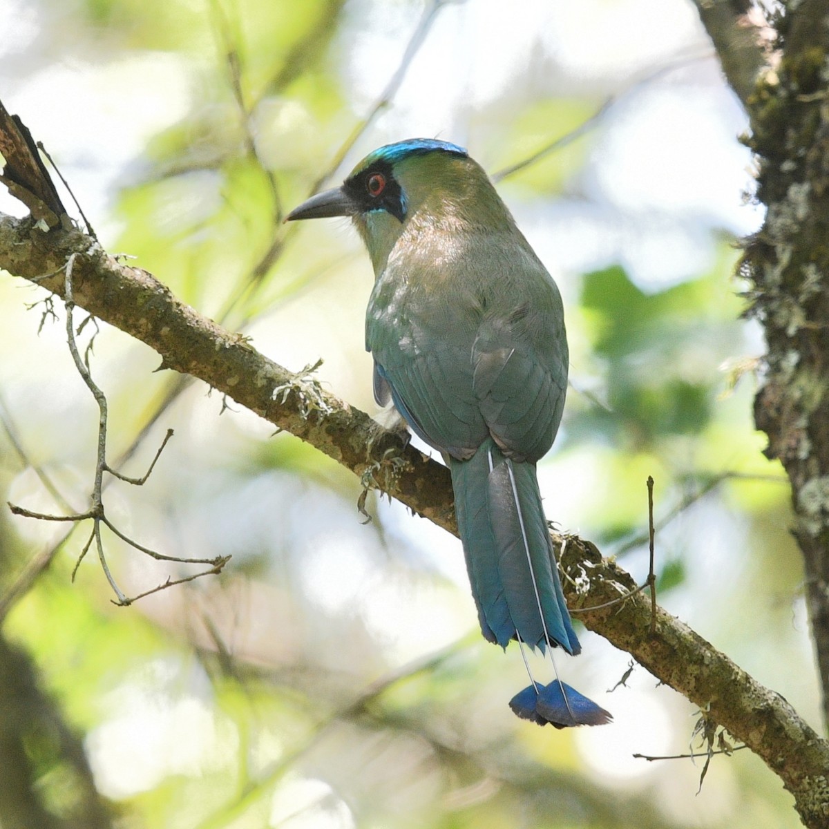 Blue-capped Motmot - ML335877251