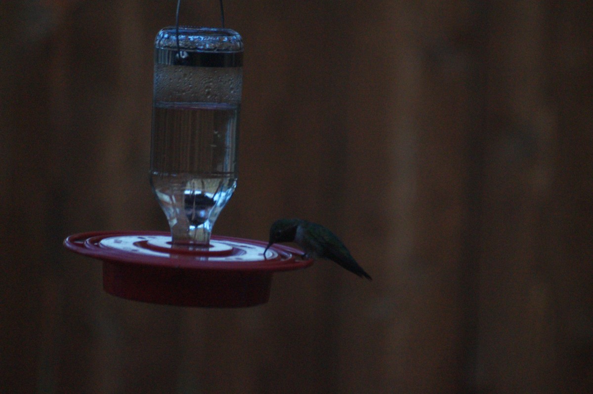Broad-tailed Hummingbird - ML335877441