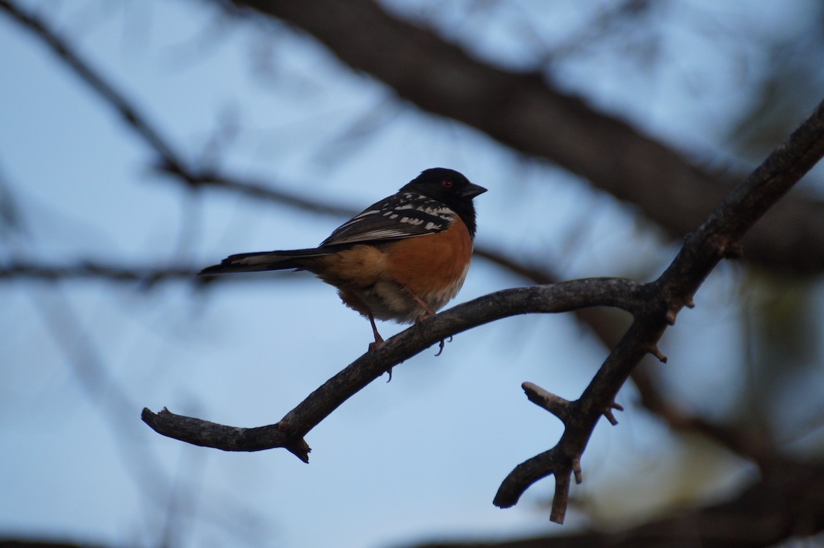 Spotted Towhee - ML335877451