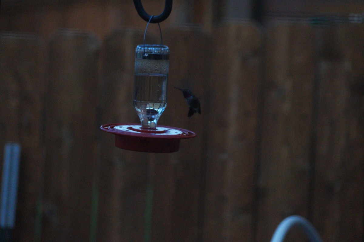 Broad-tailed Hummingbird - ML335877511