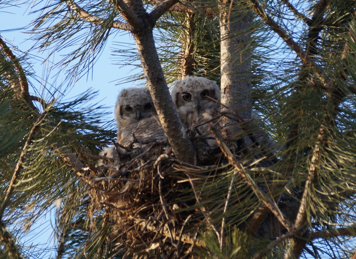 Great Horned Owl - ML335877521