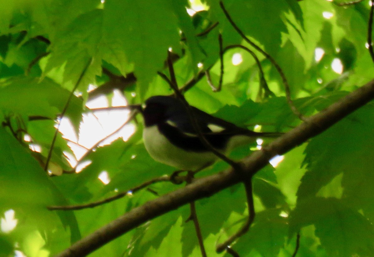 Black-throated Blue Warbler - Randy Bumbury