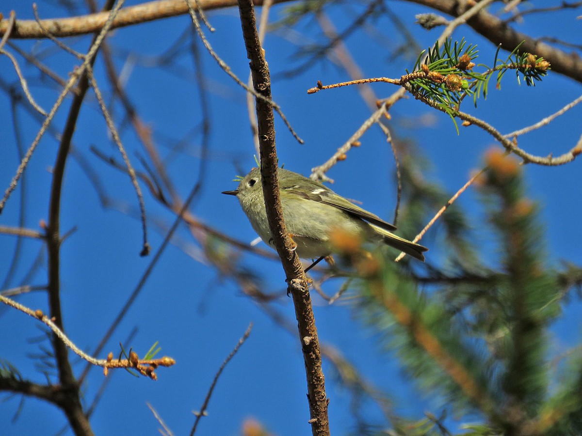 Ruby-crowned Kinglet - ML335877881