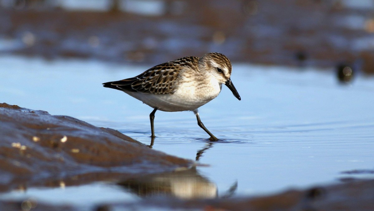 Semipalmated Sandpiper - Keith Lowe