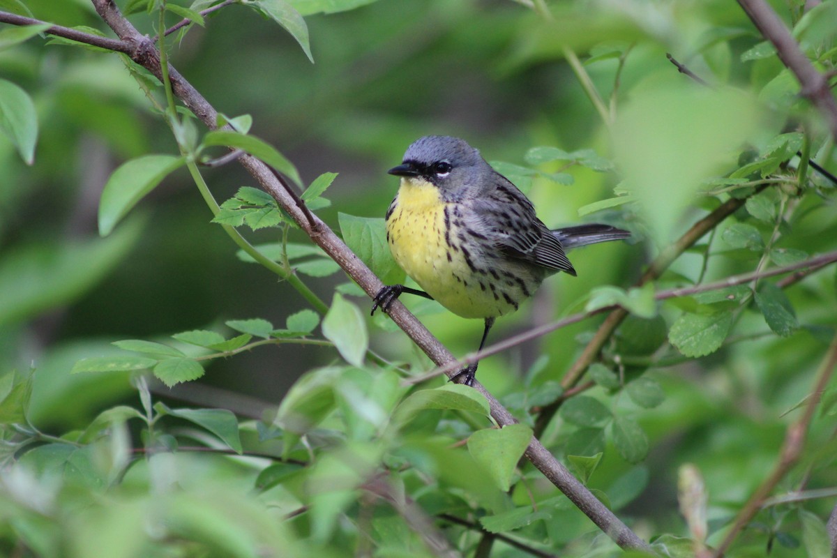 Kirtland's Warbler - Pete Blank