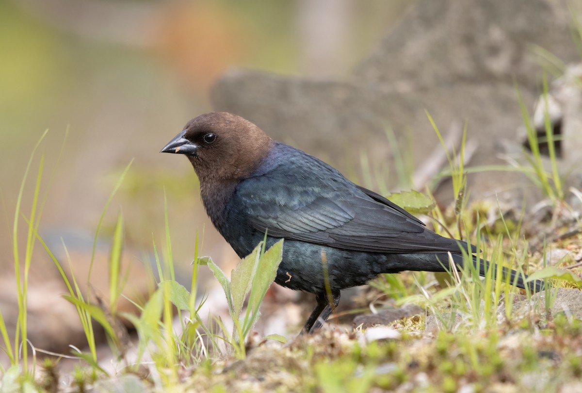 Brown-headed Cowbird - Kalpesh Krishna