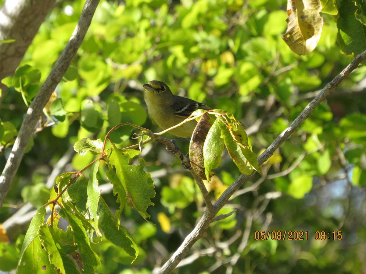 Thick-billed Vireo - ML335878691