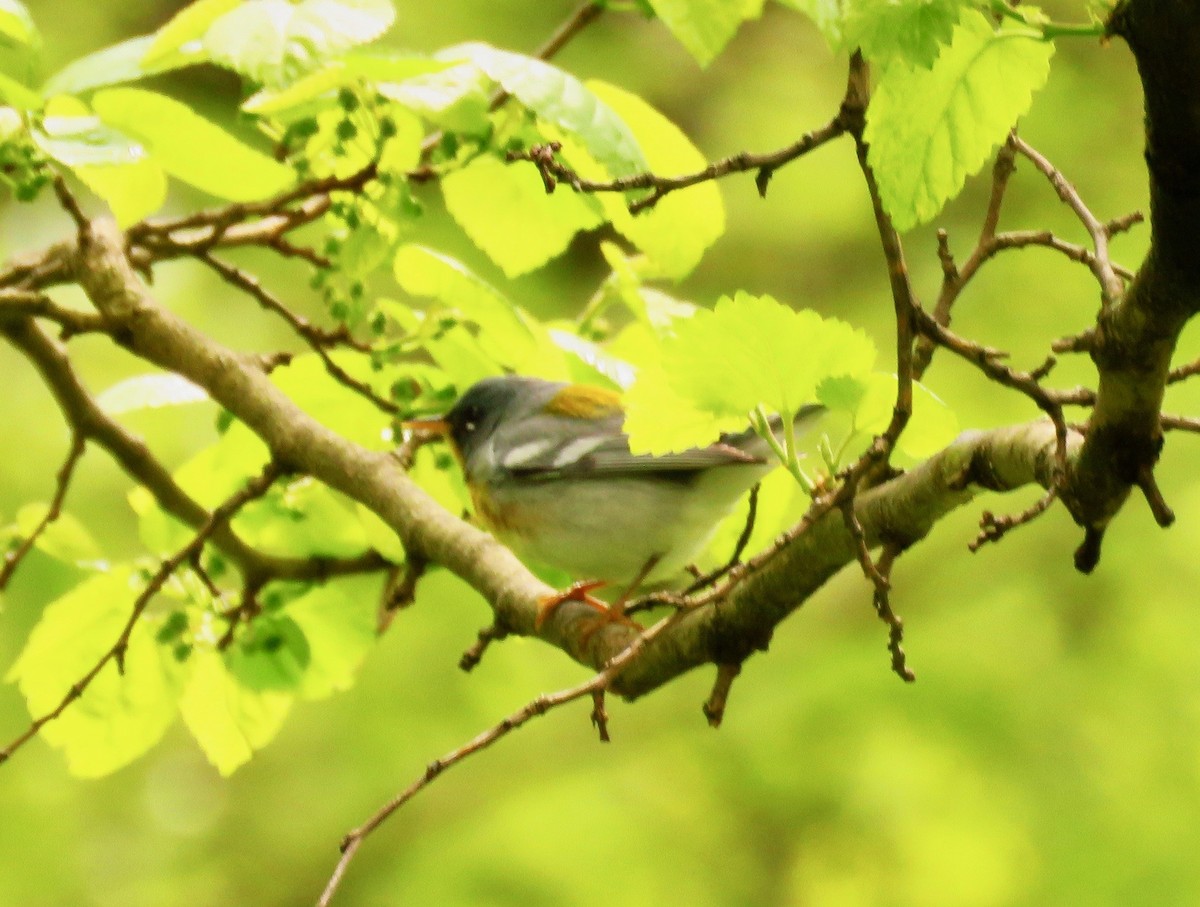 Northern Parula - ML335878721