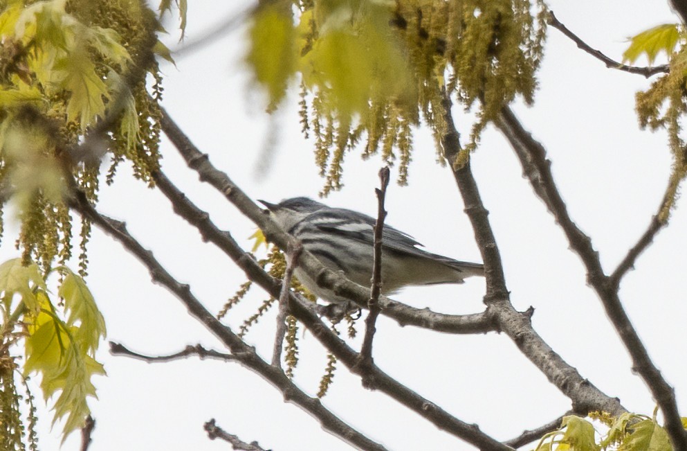 Cerulean Warbler - Kalpesh Krishna