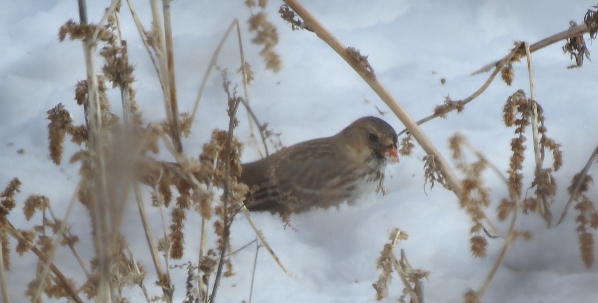 Harris's Sparrow - ML335880671