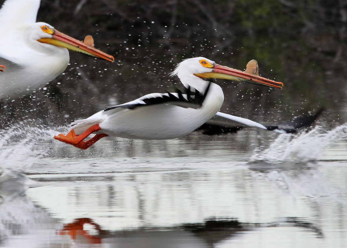 American White Pelican - ML335881501