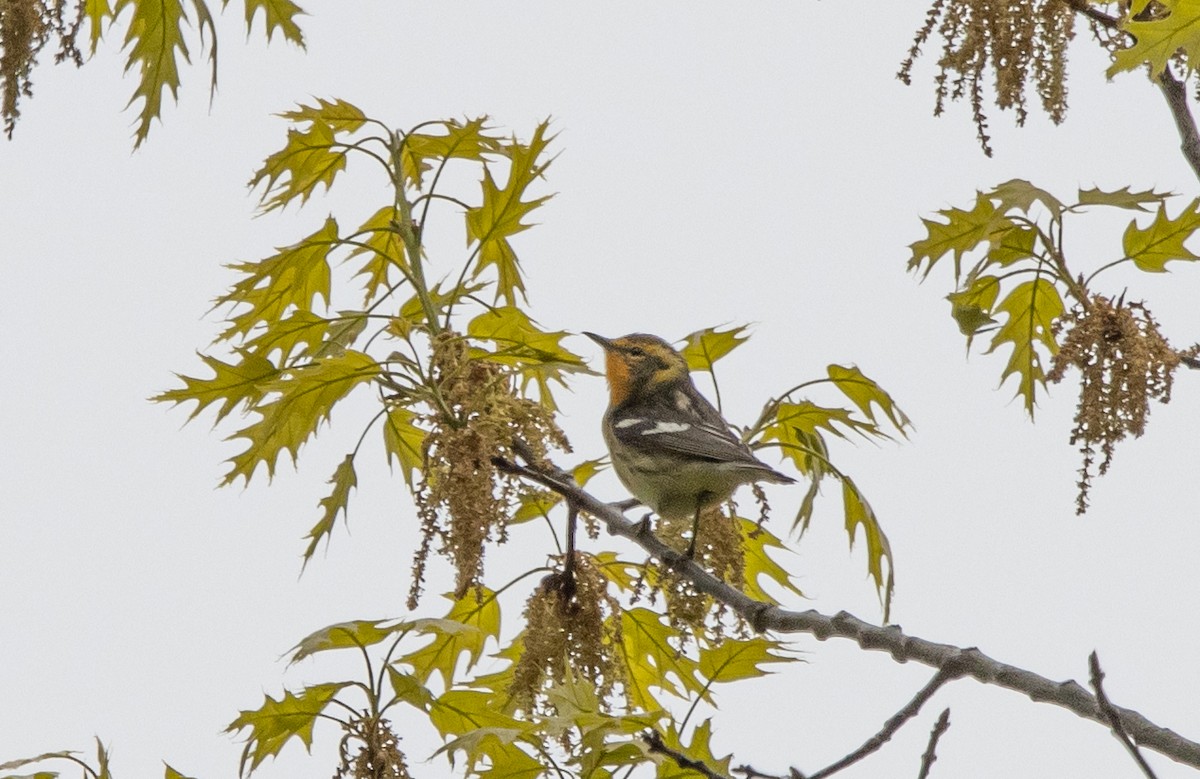 Blackburnian Warbler - Kalpesh Krishna