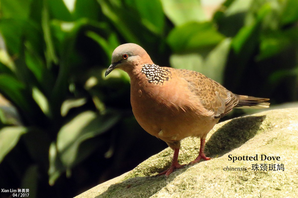 Spotted Dove - ML335883701