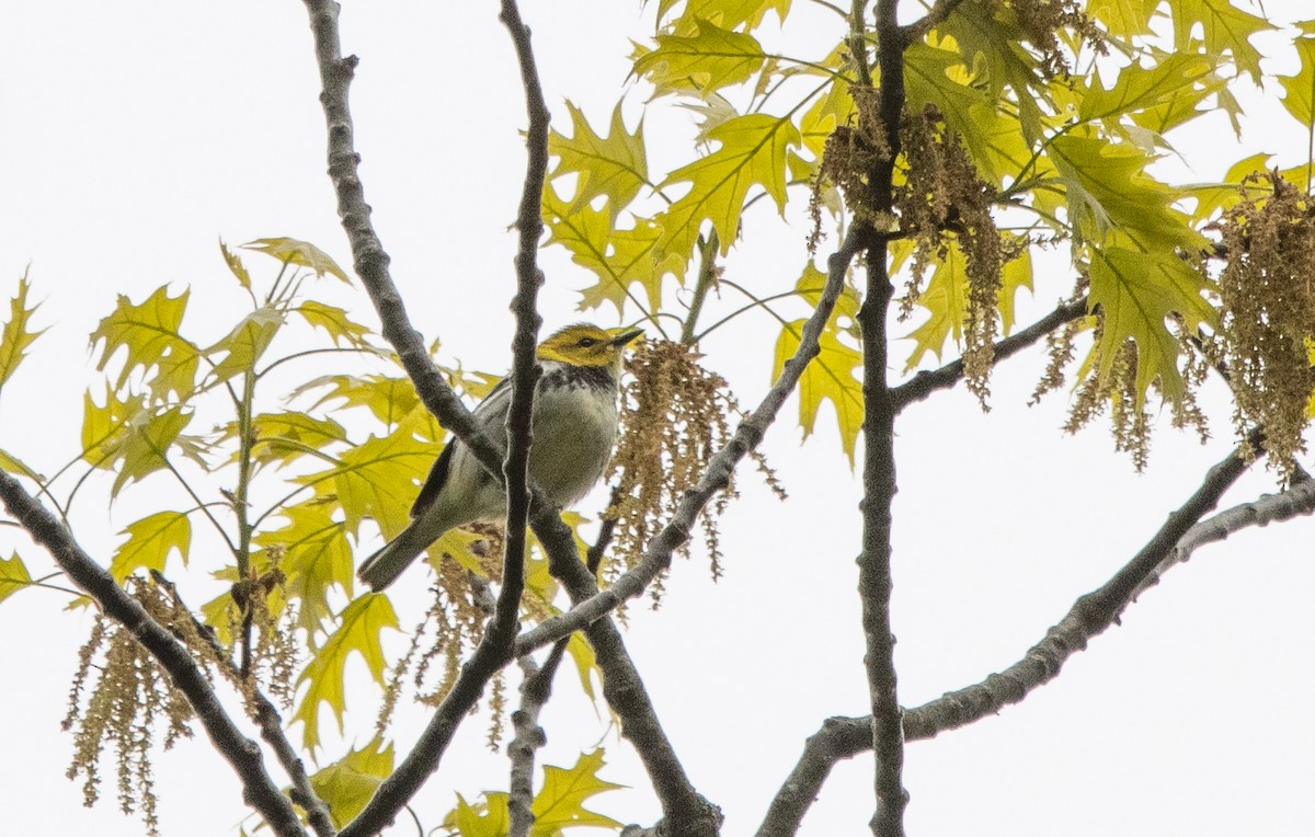 Black-throated Green Warbler - Kalpesh Krishna