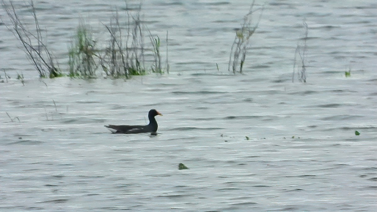 Common Gallinule - ML335884681