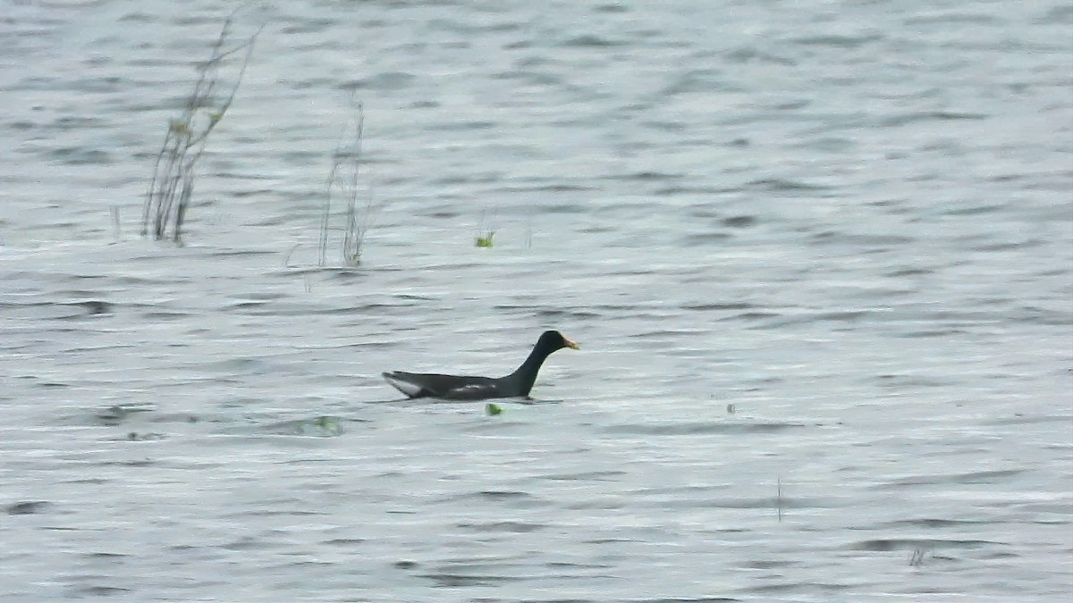 Common Gallinule - ML335884691