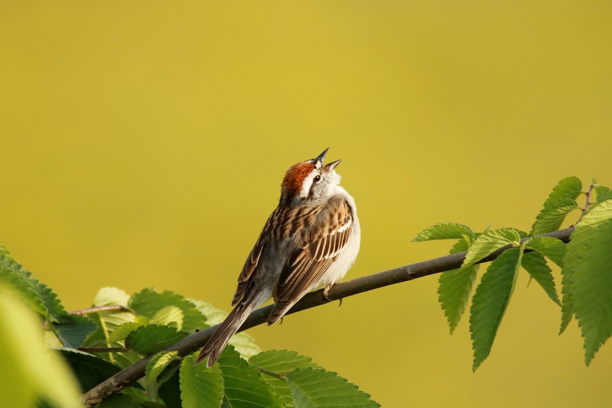 Chipping Sparrow - ML335884801