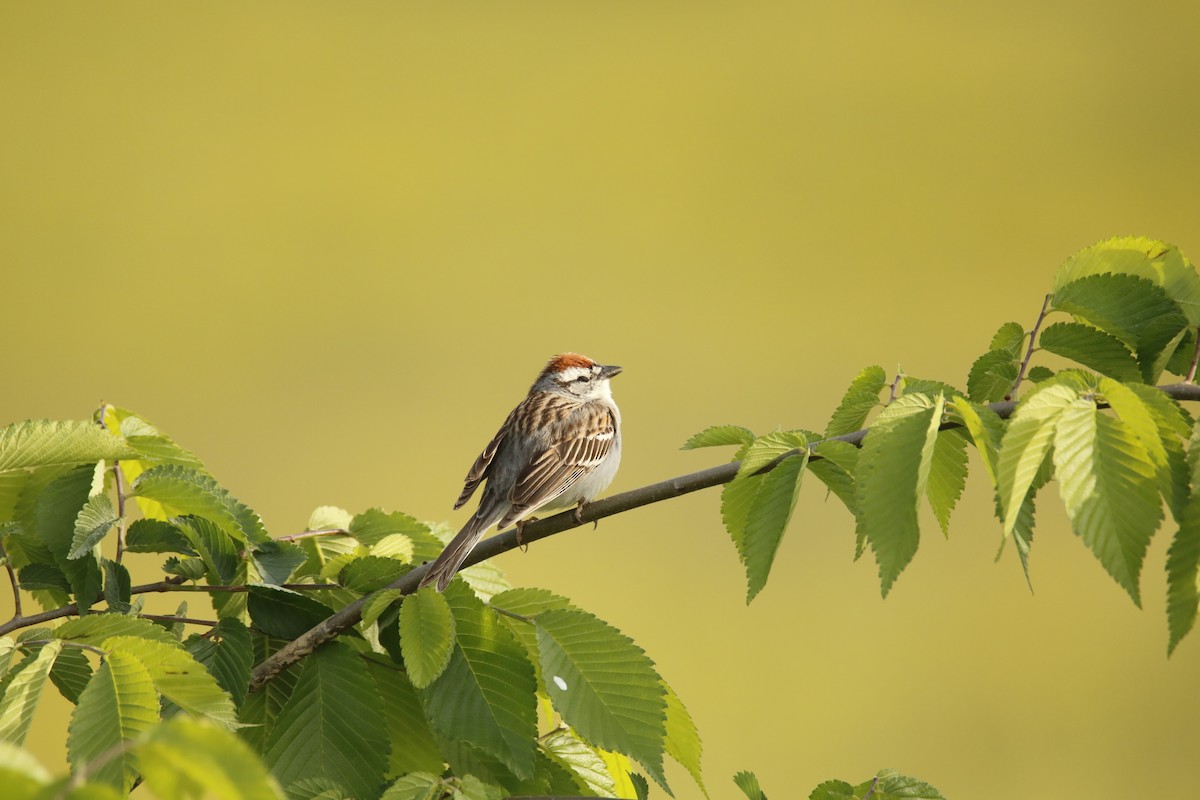 Chipping Sparrow - ML335884811