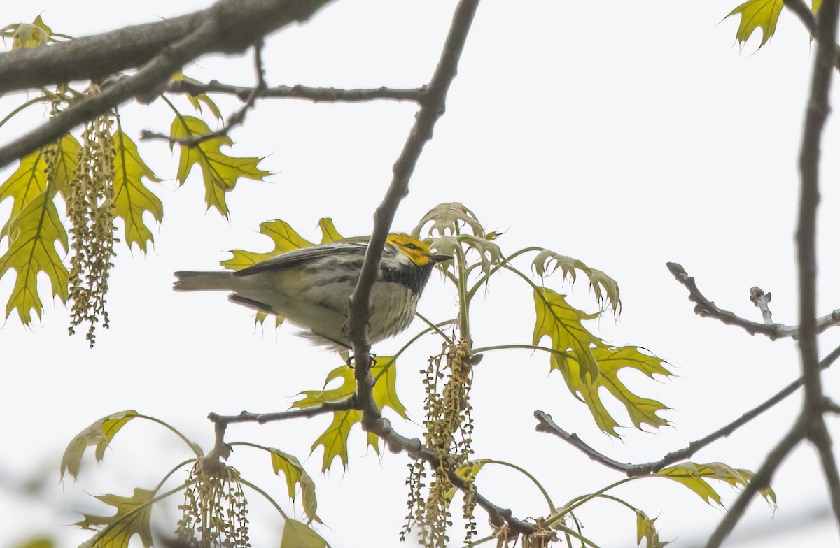 Black-throated Green Warbler - Kalpesh Krishna