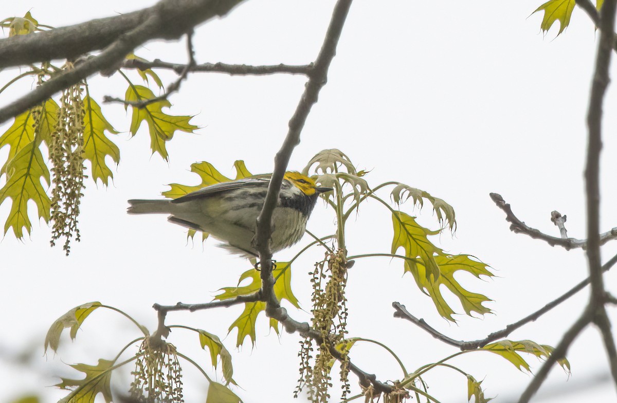 Black-throated Green Warbler - ML335885401