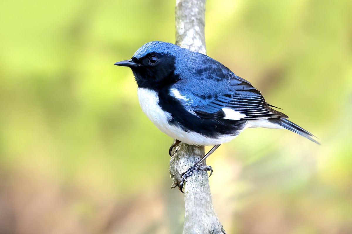 Black-throated Blue Warbler - Brad Imhoff
