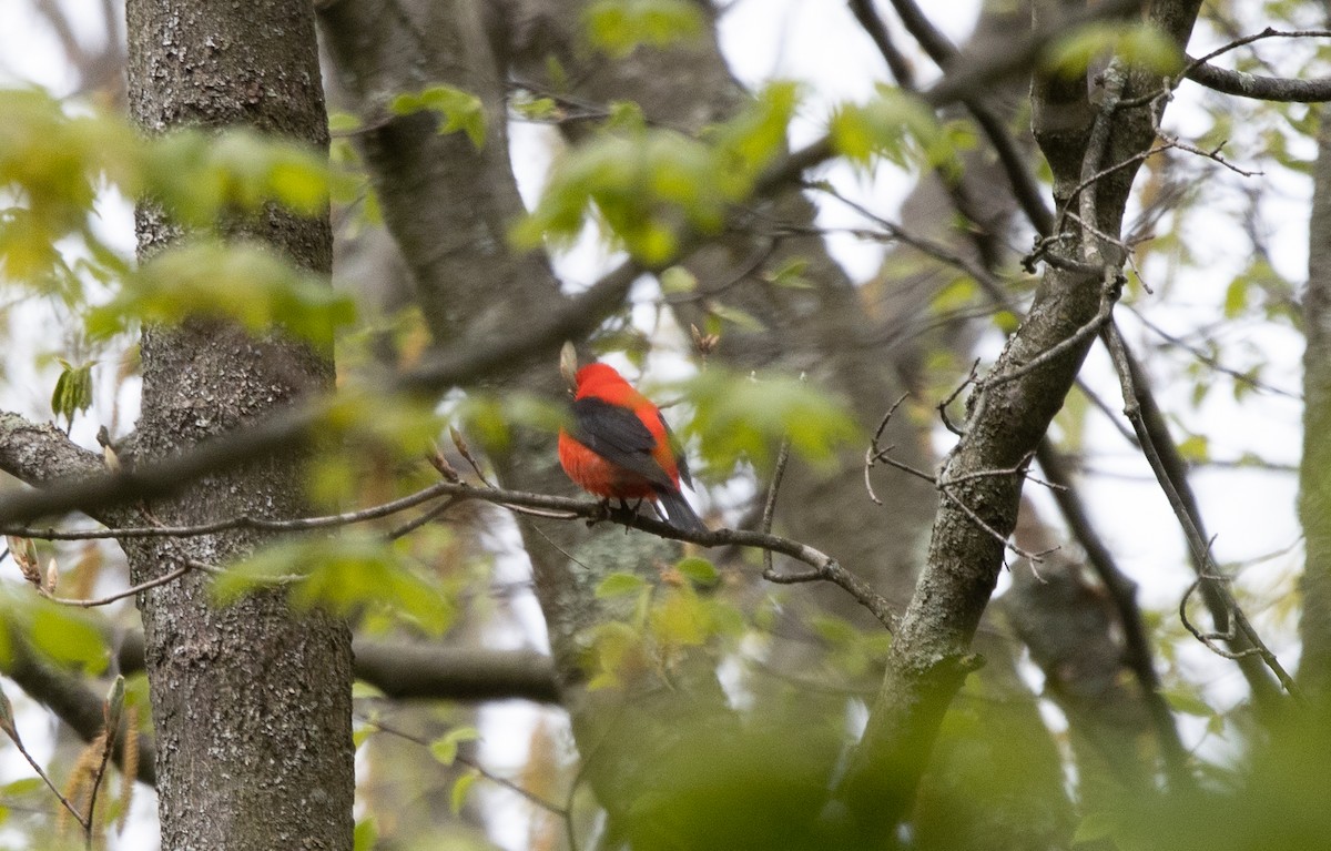 Scarlet Tanager - Kalpesh Krishna