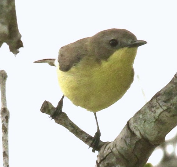 Golden-bellied Gerygone - Connie Lintz