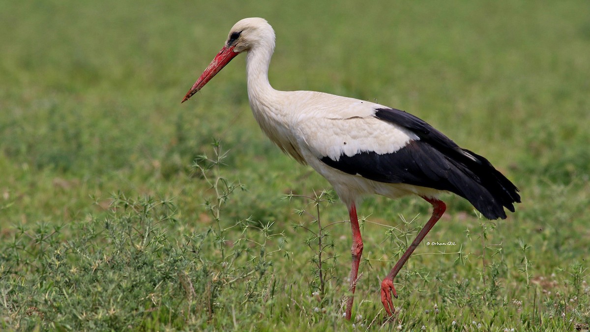 White Stork - Orhan Gül