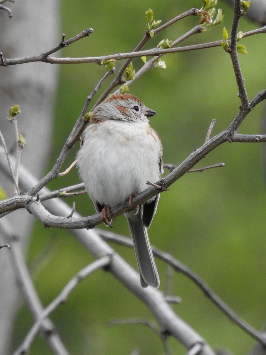 Field Sparrow - ML335887881