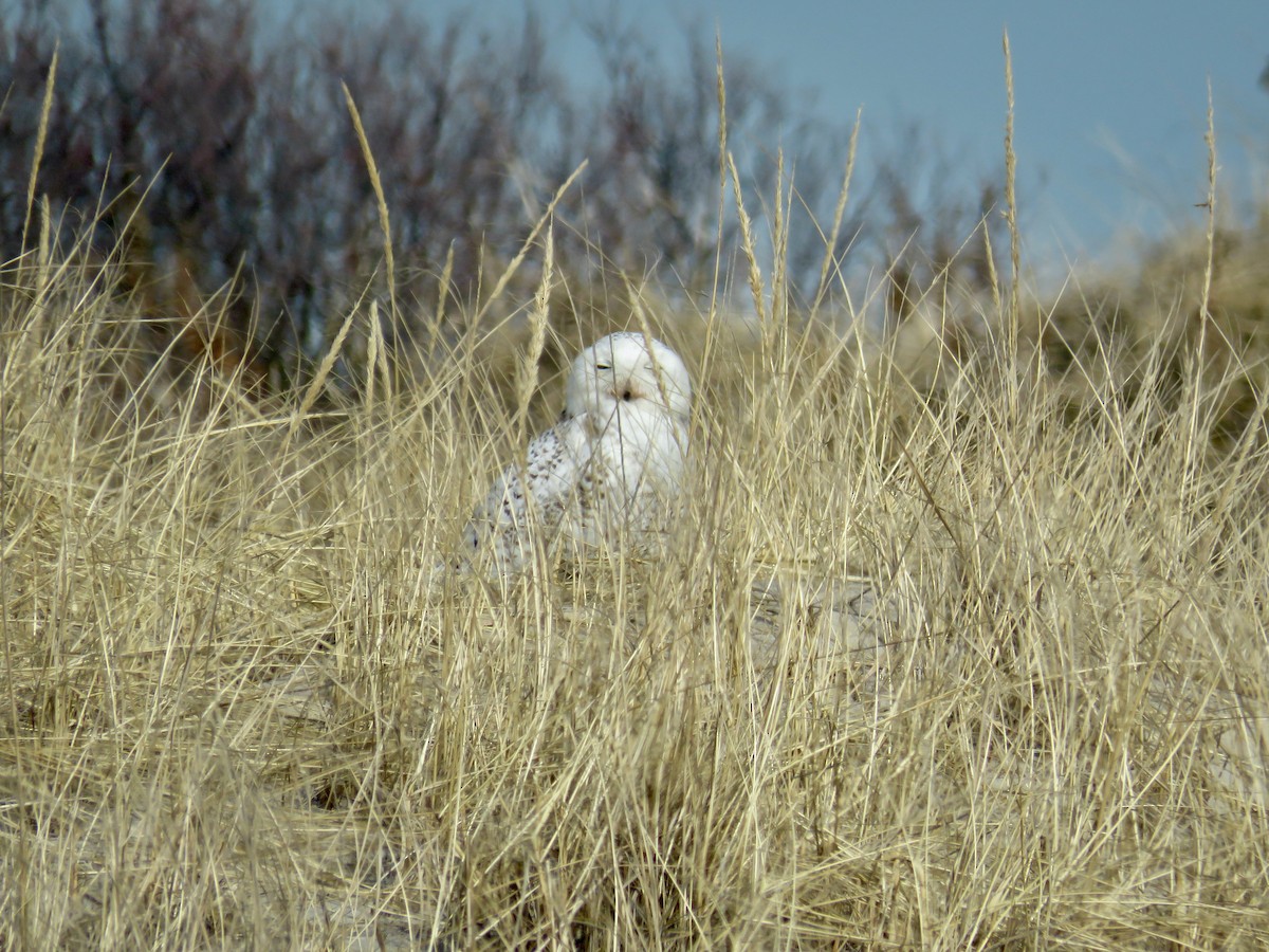 Snowy Owl - ML335888811