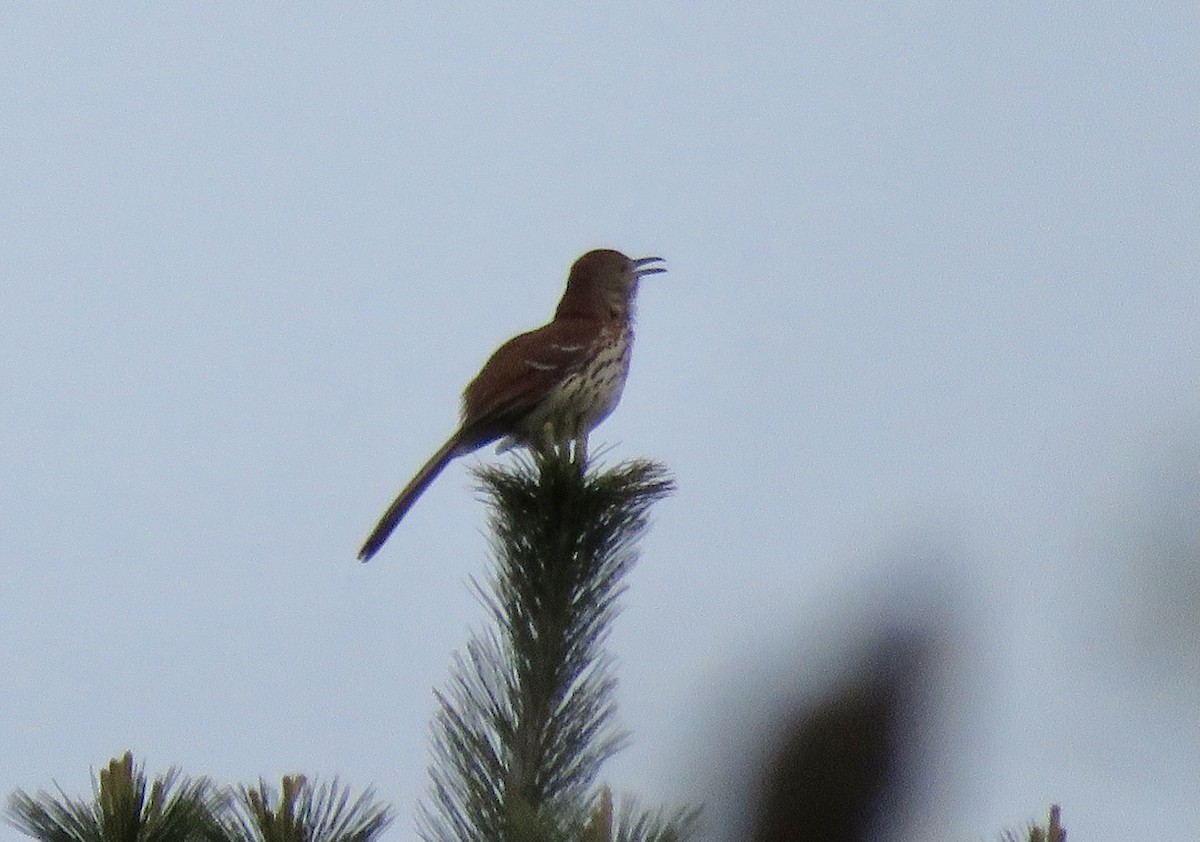 Brown Thrasher - ML335890331