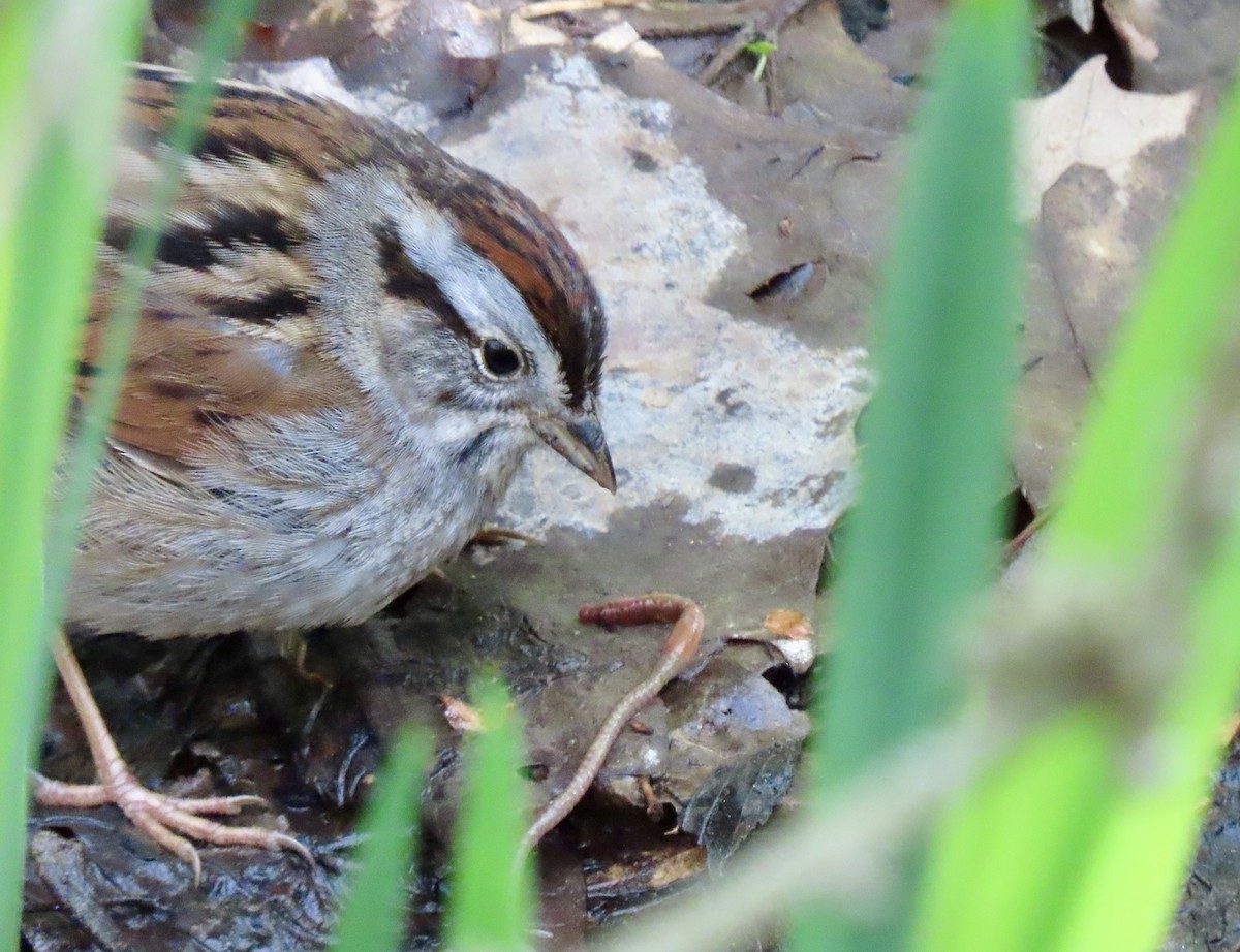 Swamp Sparrow - ML335892001