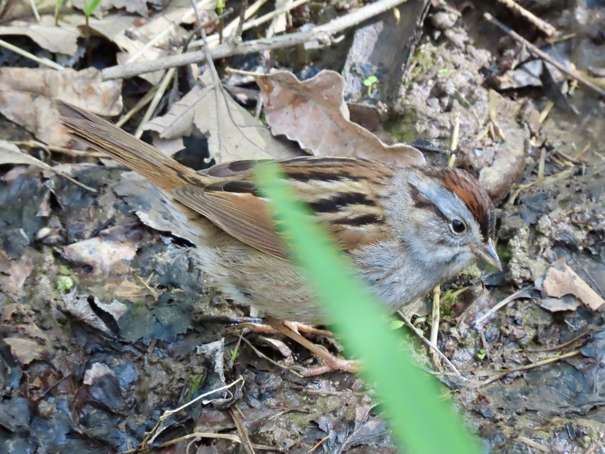 Swamp Sparrow - ML335892031