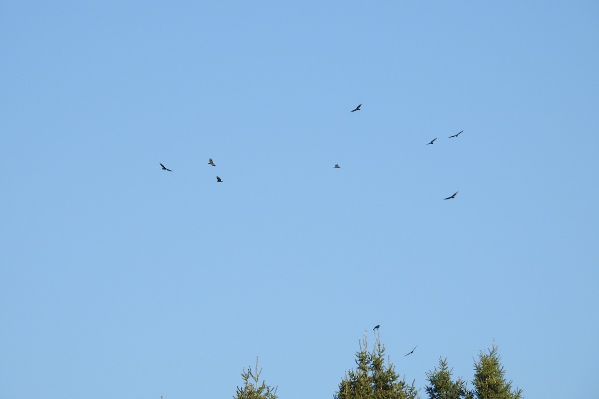 Turkey Vulture - ML335892731