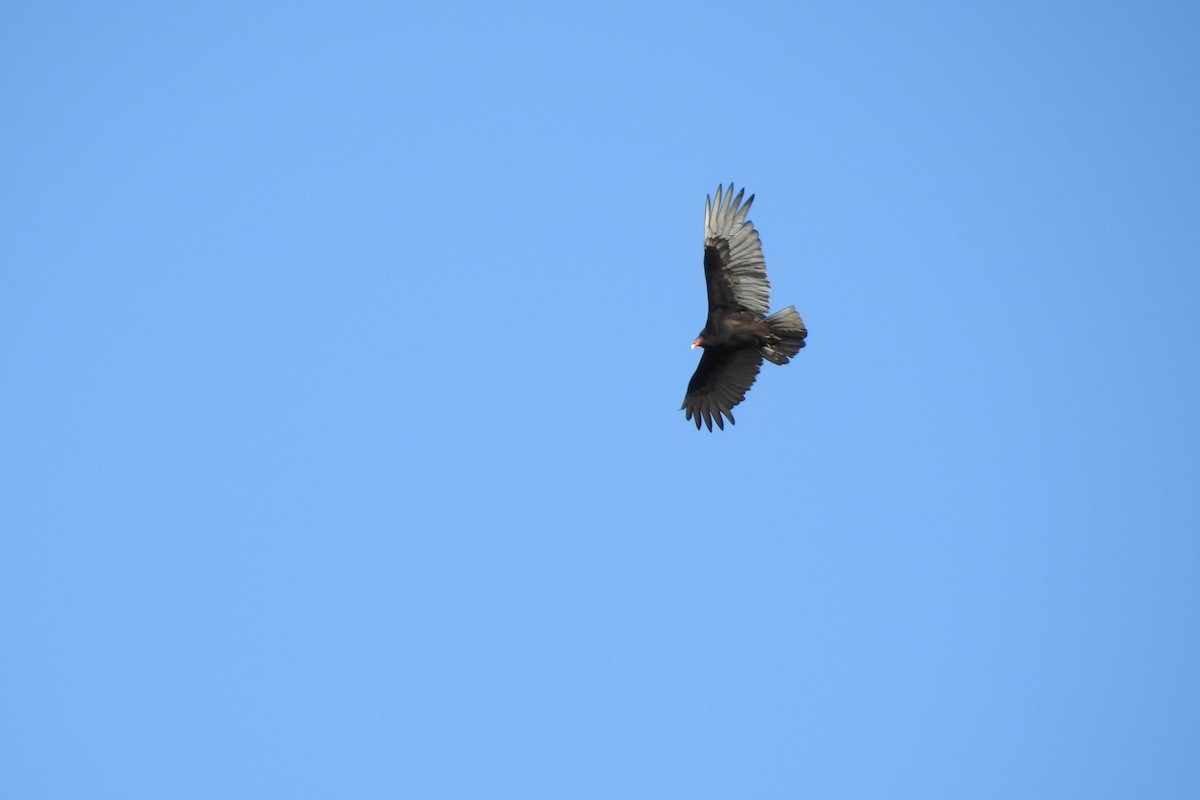 Turkey Vulture - ML335892741