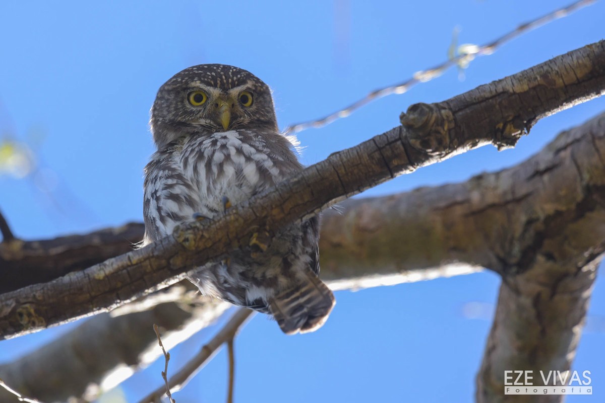 Ferruginous Pygmy-Owl - Ezequiel Vivas