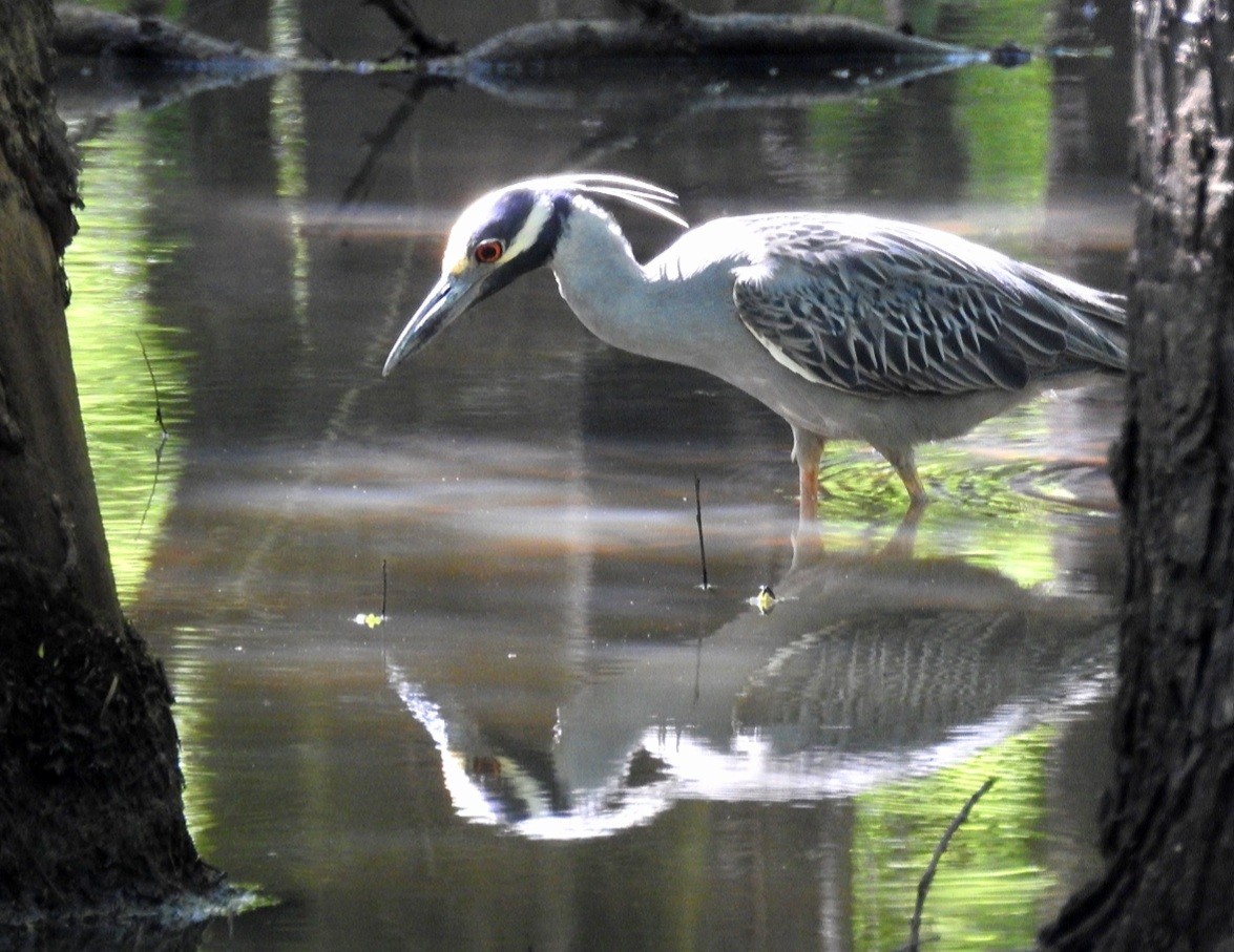 Yellow-crowned Night Heron - ML335893871