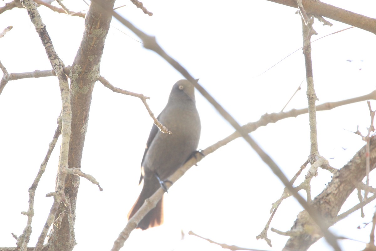 Rusty Blackbird - Abraham Bowring