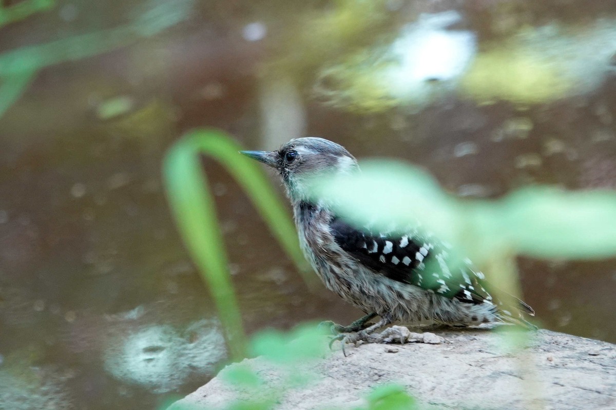 Japanese Pygmy Woodpecker - Kim Ji-Suk