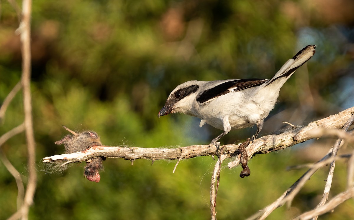 ťuhýk americký - ML335895741