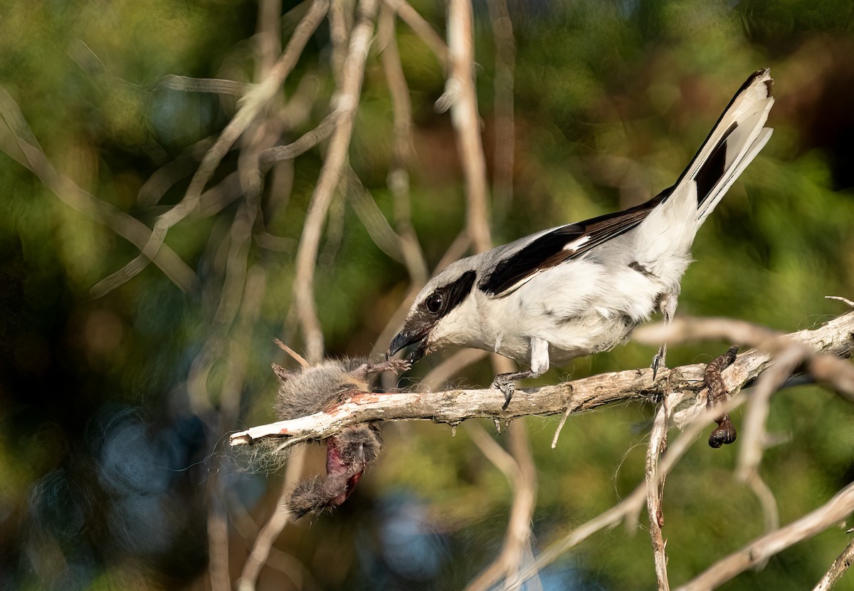 ťuhýk americký - ML335895781