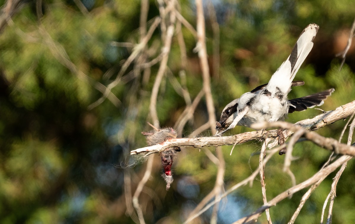 ťuhýk americký - ML335895991