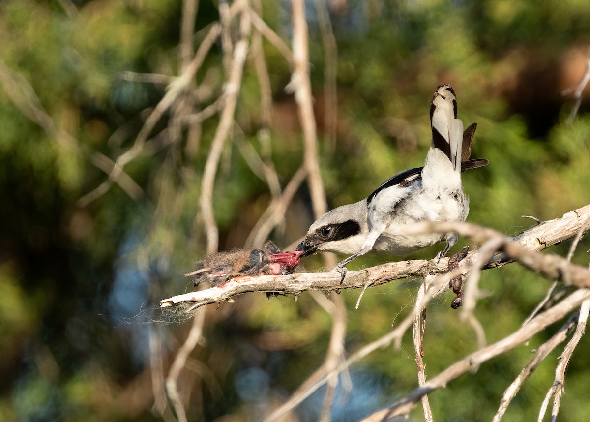 ťuhýk americký - ML335896071