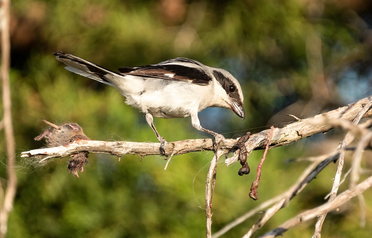 ťuhýk americký - ML335896141