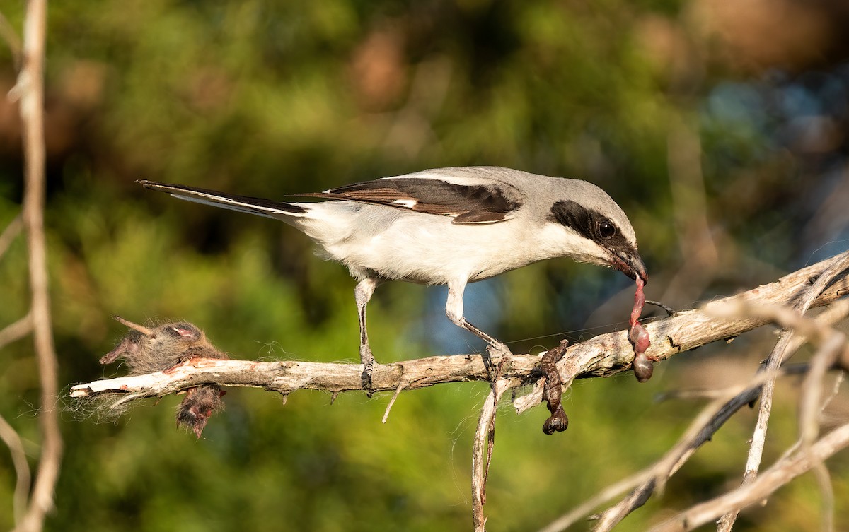 Pie-grièche migratrice - ML335896341