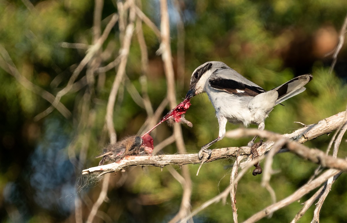 ťuhýk americký - ML335896361