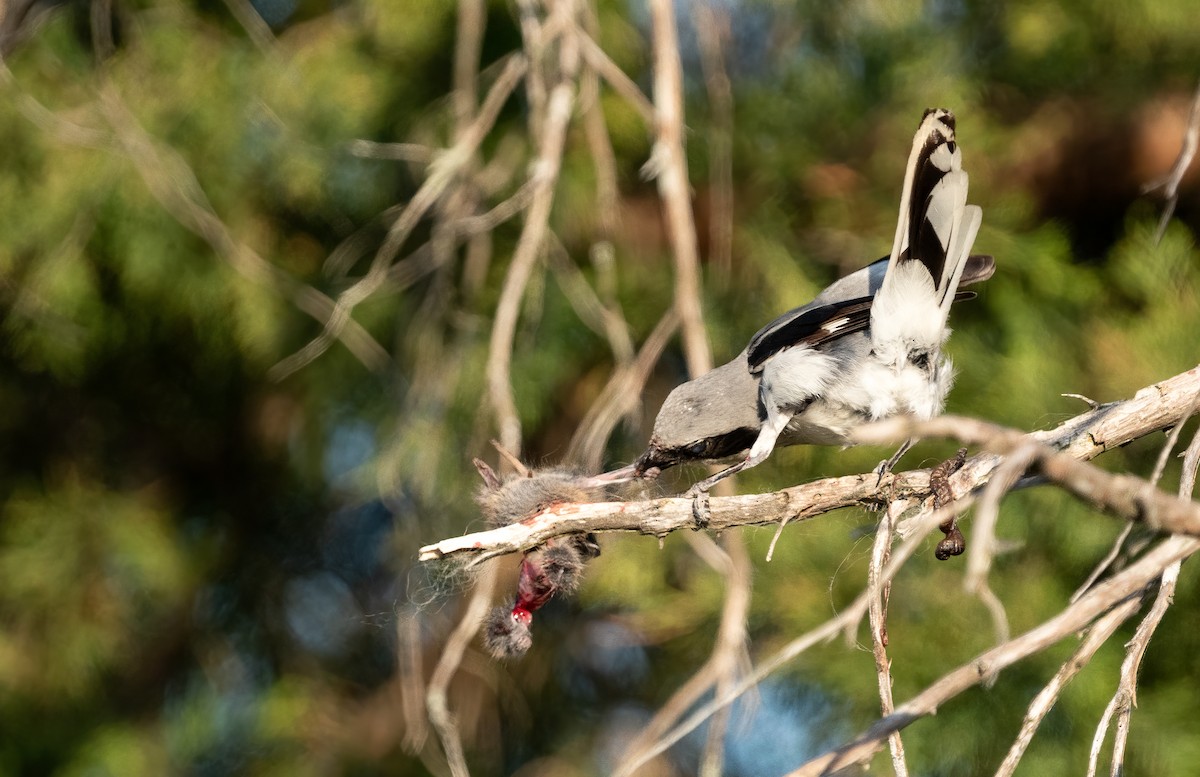 Pie-grièche migratrice - ML335896371