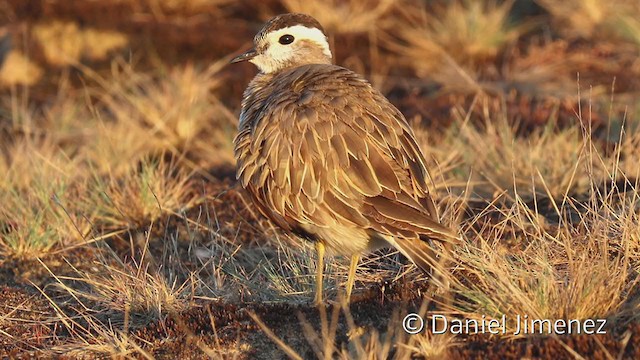 Eurasian Dotterel - ML335896951