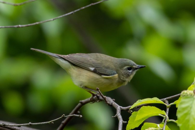 Black-throated Blue Warbler - Susan Haberkorn