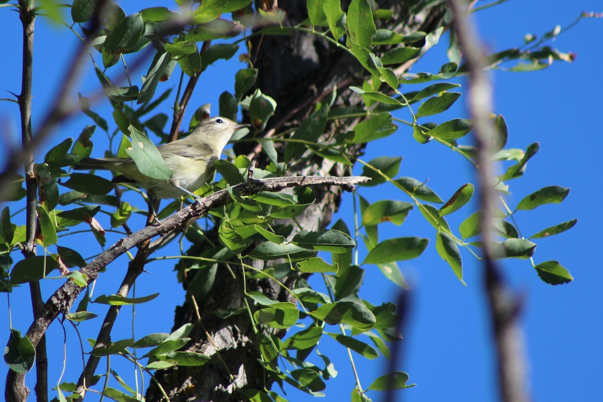 Western Warbling Vireo - David Lerwill